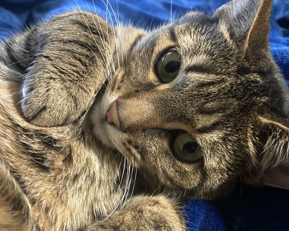 I’m adorable and I know it