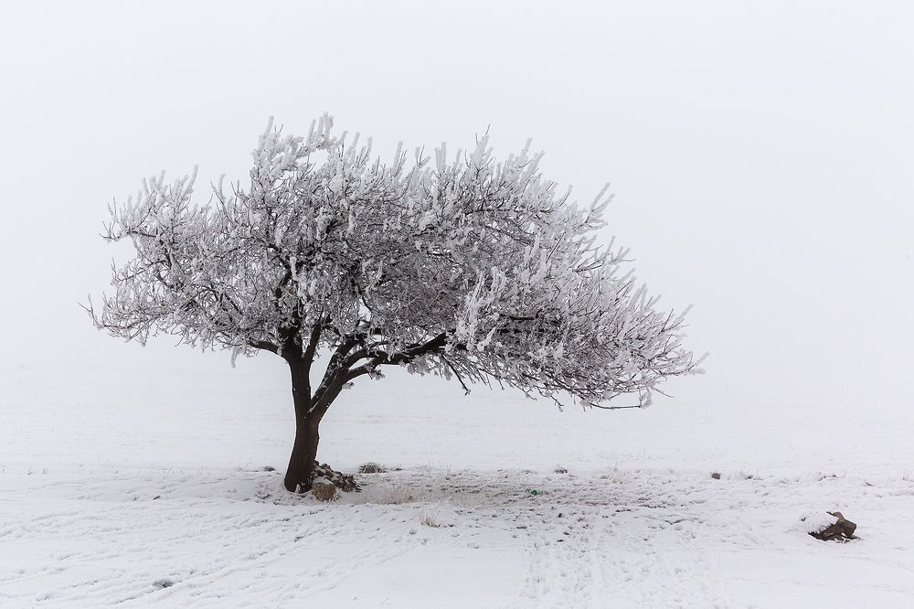 Winter of Frozen Dreams...