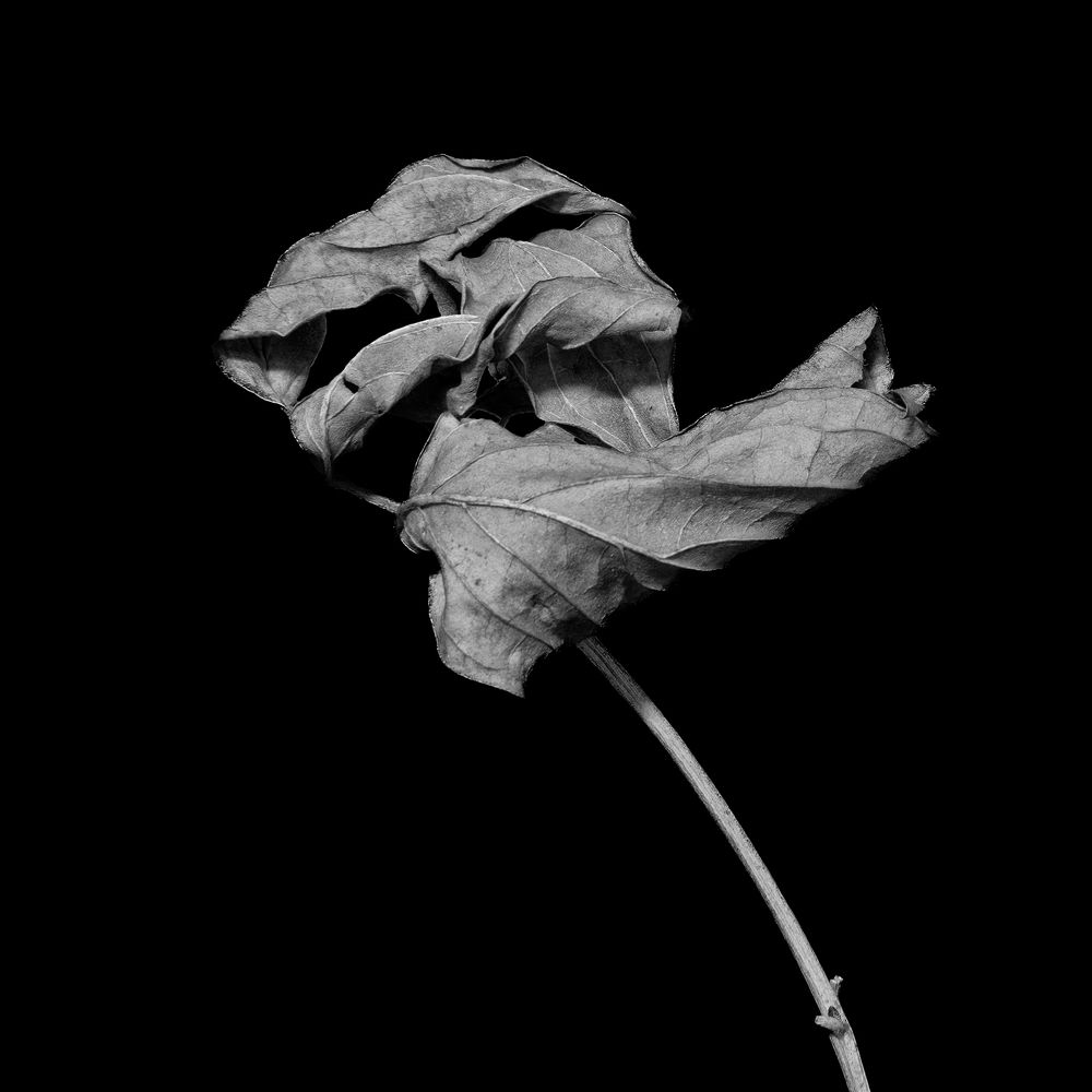 In Spite of All the Deaths...