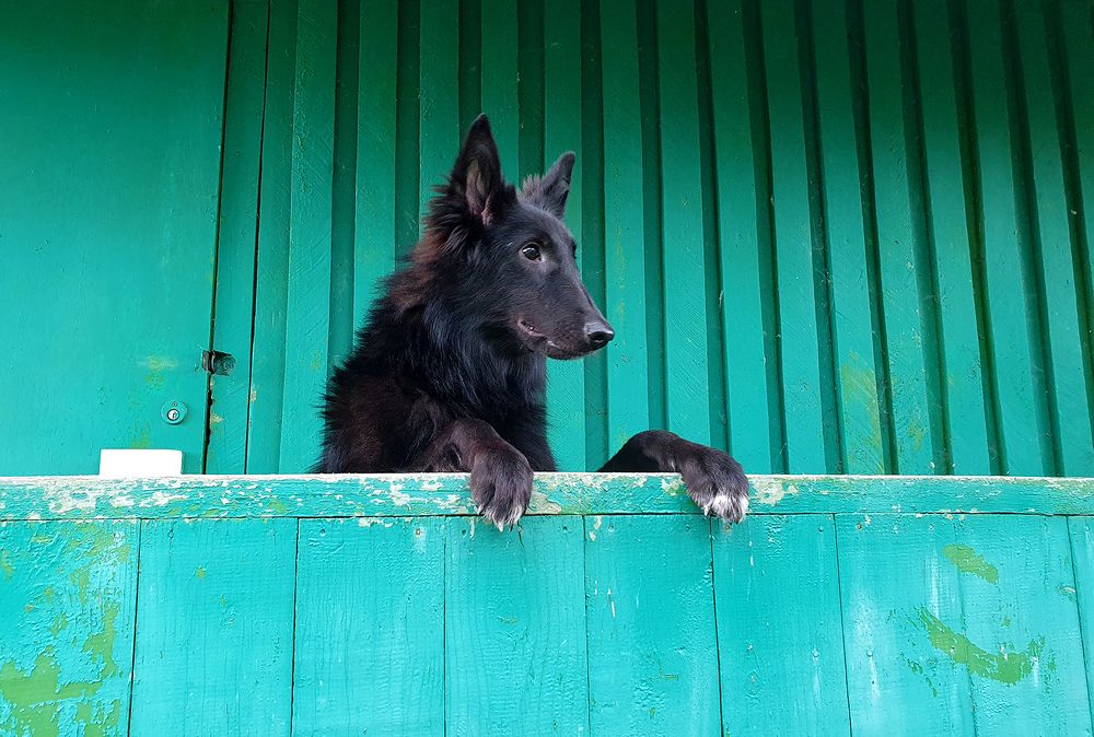 Фотография автора Надежда Лисицына