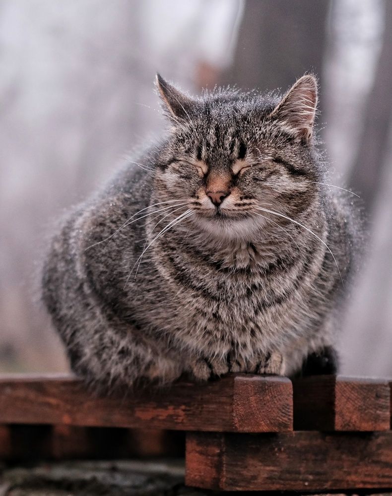 Зажмурился от удовольствия