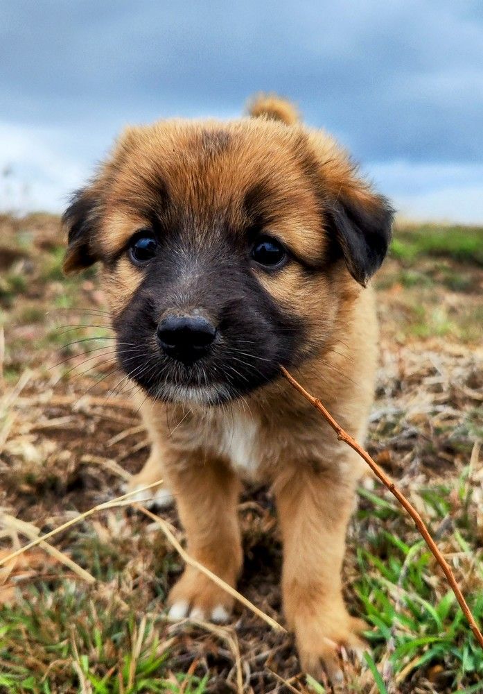 Farm Girl