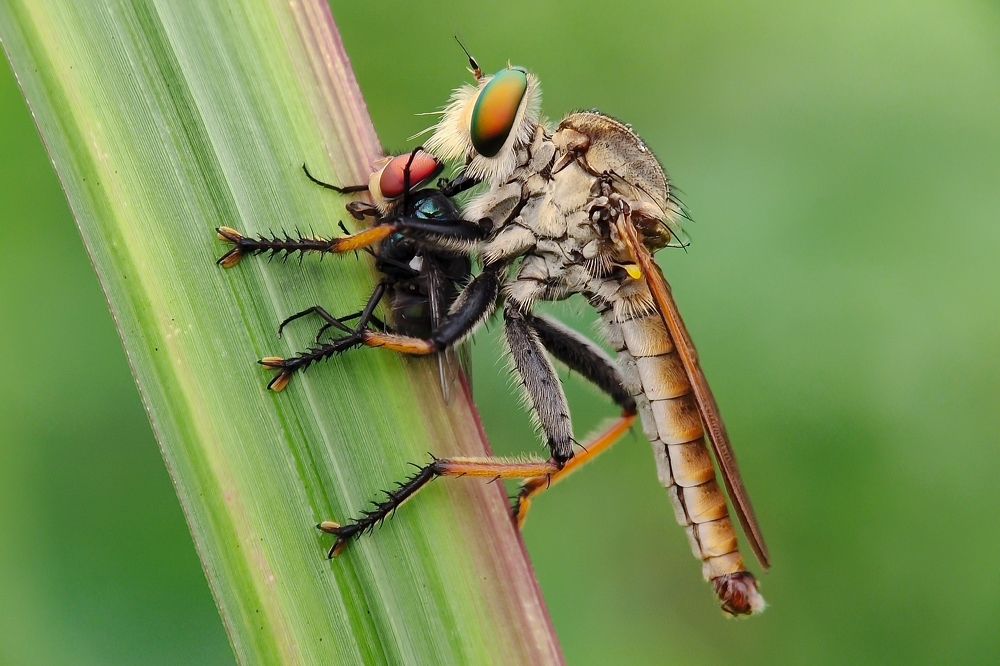 Photograph by chikhin