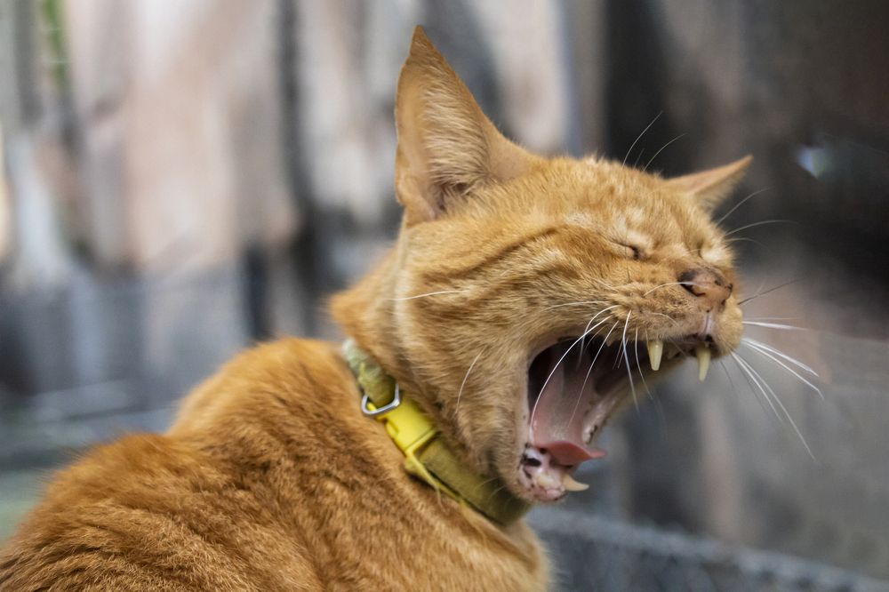 Photograph by Dayanne Iglesias