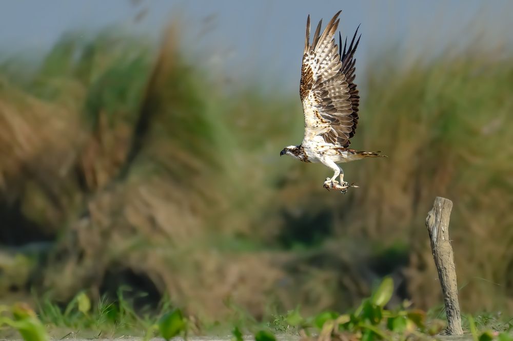 All about Osprey