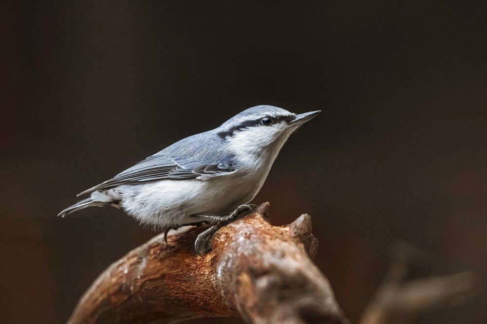 Photograph by Татьяна Тихомирова