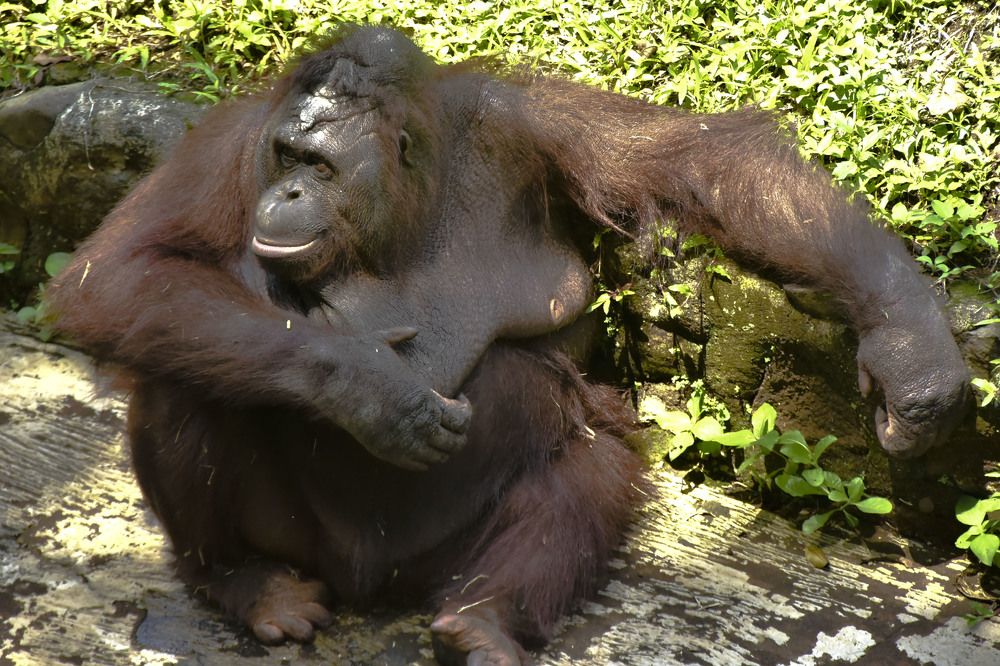 Photograph by Pujo Cahyono