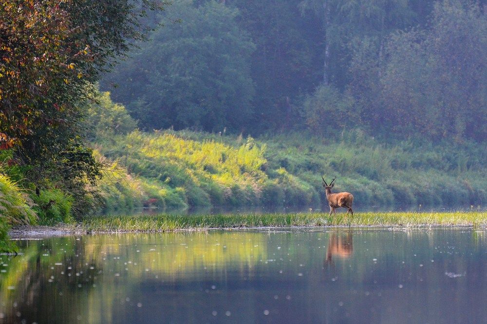 Косуля на реке