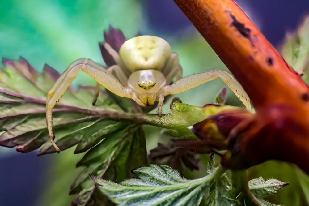 Паук бокоход