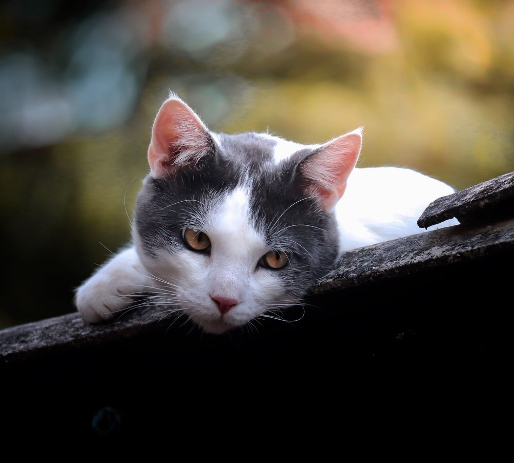 Photograph by Adinor Tomazin