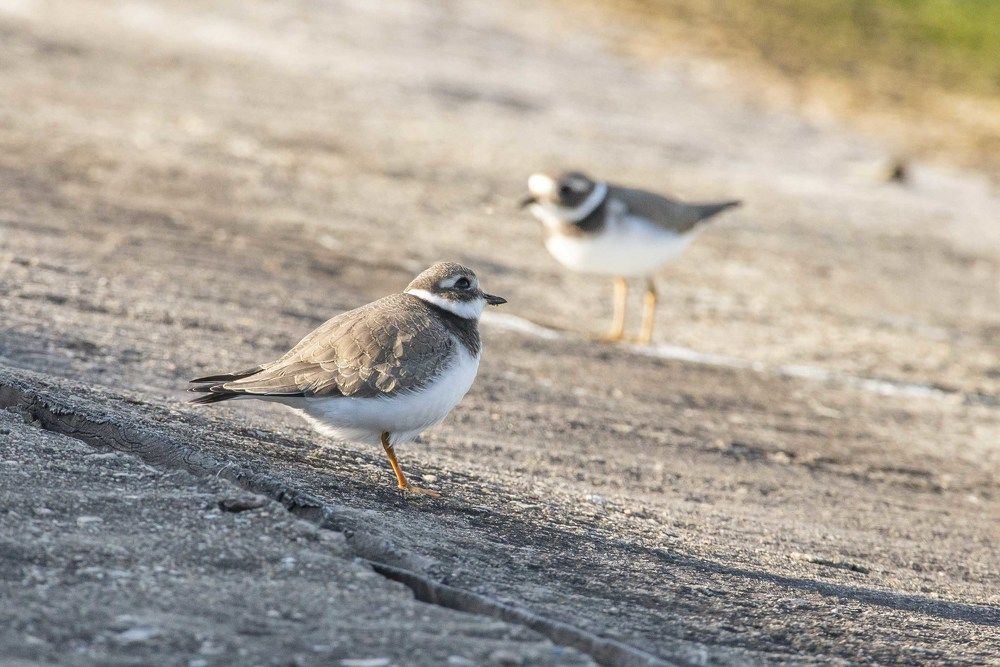 Photograph by Мария Долбич
