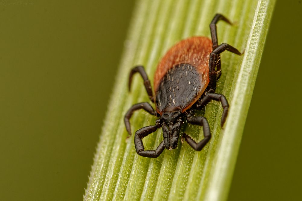 Фотография автора Jozef Mihalčin