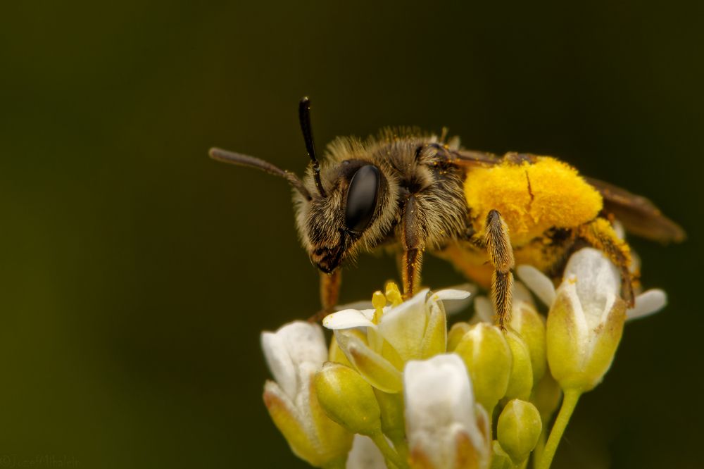 Фотография автора Jozef Mihalčin