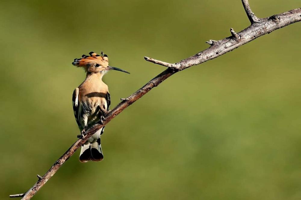 Photograph by Sathyan KM