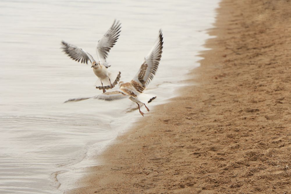 Мимолётность