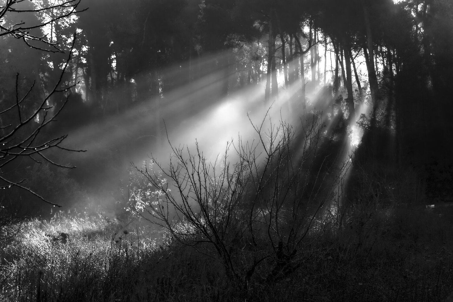 Photo #10036772
