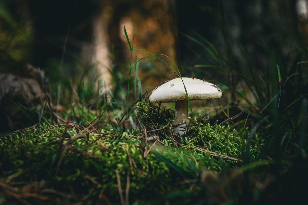 Фотография автора Григорьев Алексей