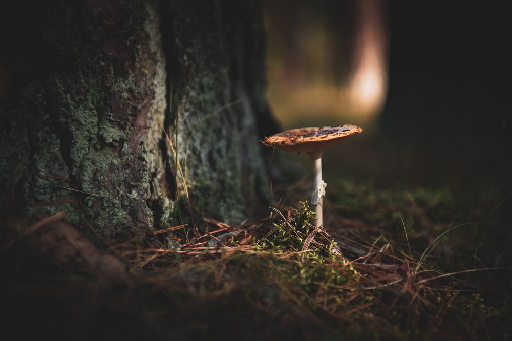 Фотография автора Григорьев Алексей