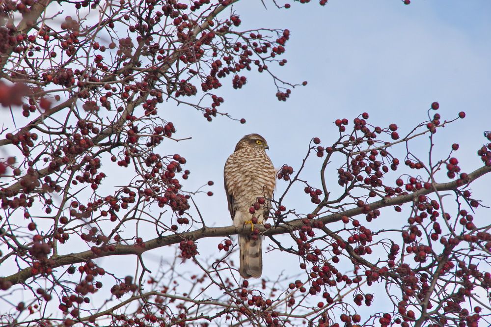Photograph by Алексей Бородинов
