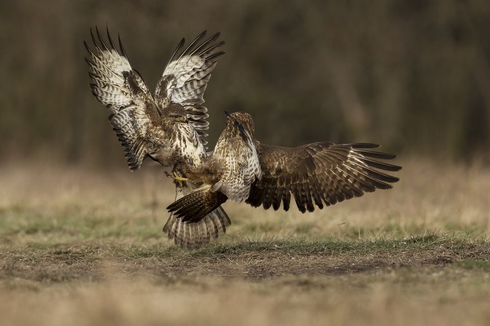 Buzzards fight