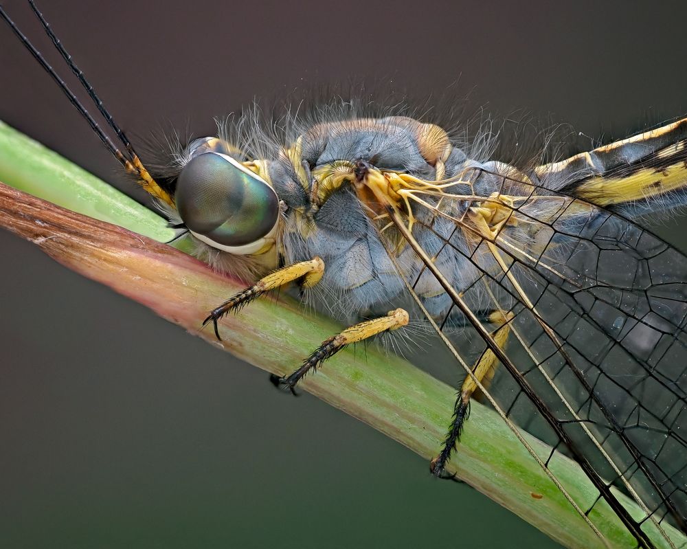 Фотография автора Craig Loechel