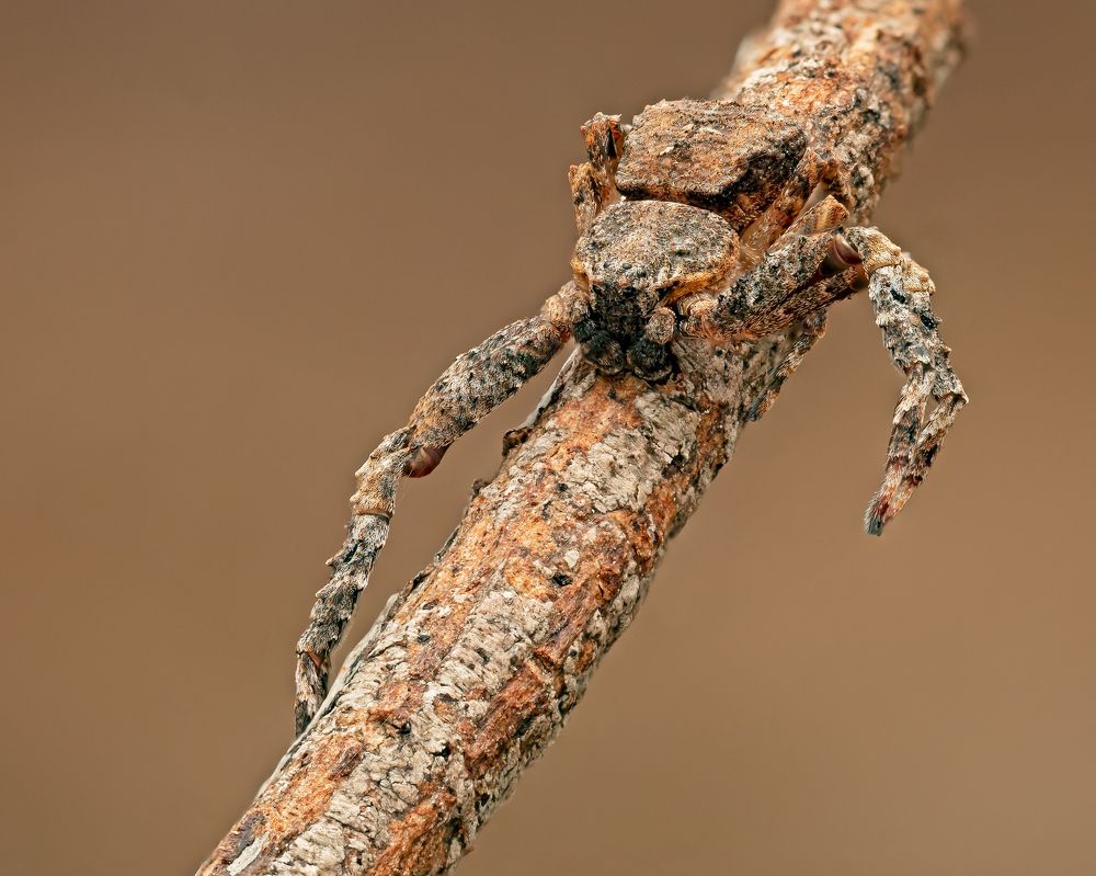 Фотография автора Craig Loechel