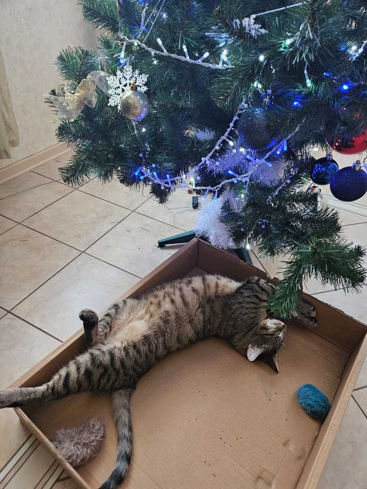 Фотография автора Мария Коледа