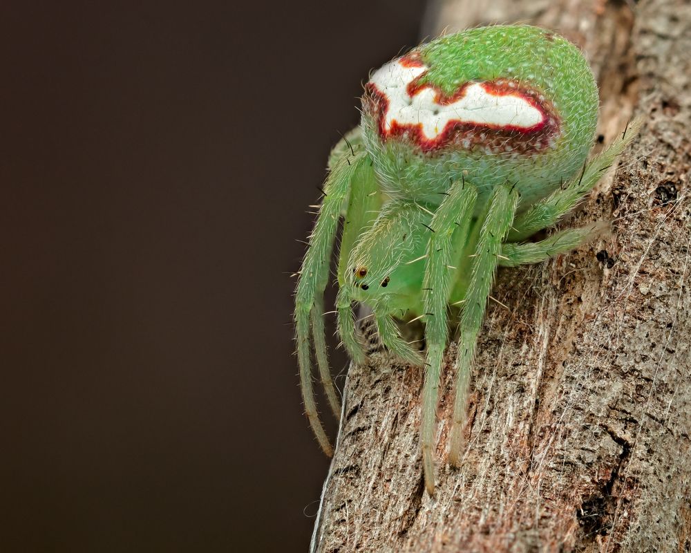 Фотография автора Craig Loechel