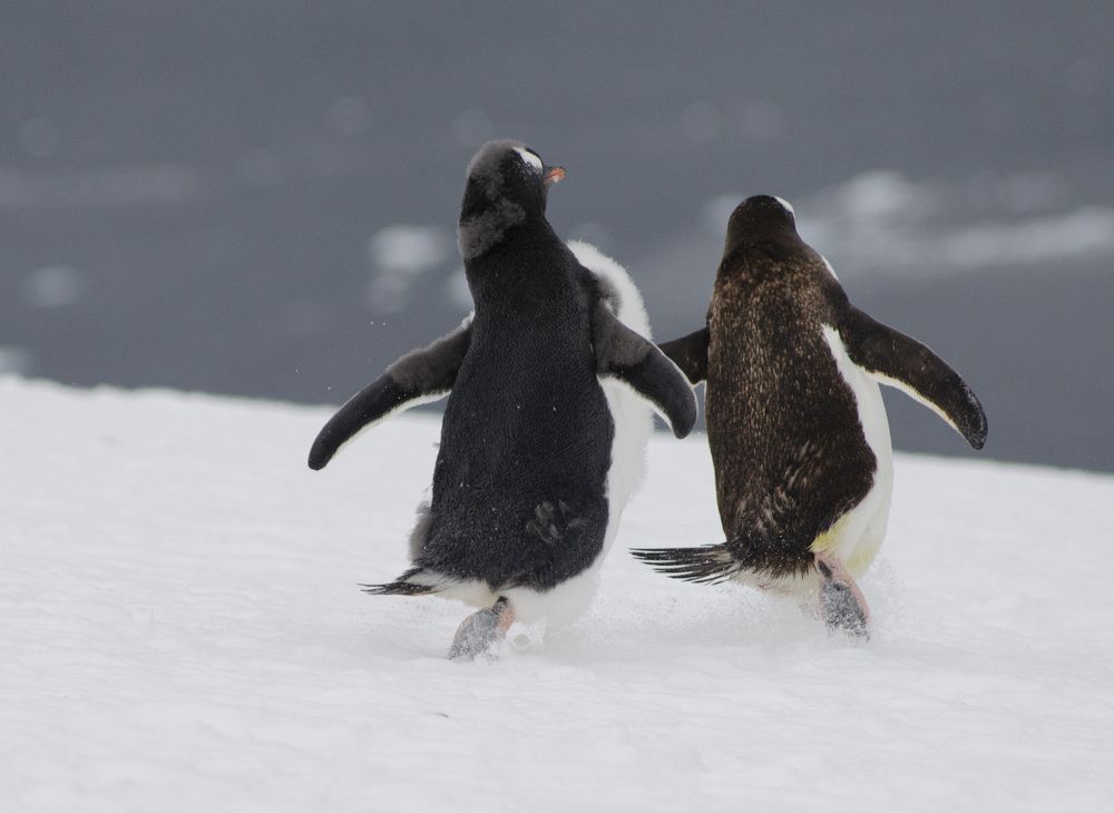 gentoo penguins on the Antartic Peninsula
