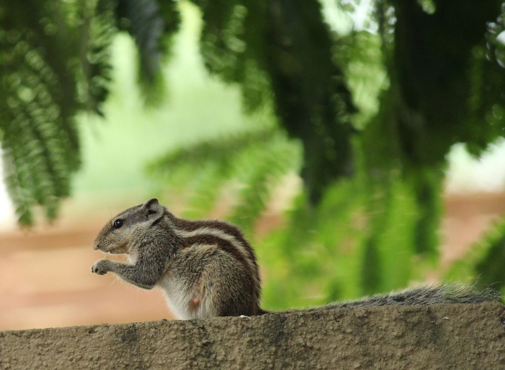 Photograph by Parth Pathak