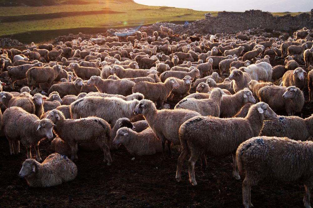 Photograph by Михаил Голубев