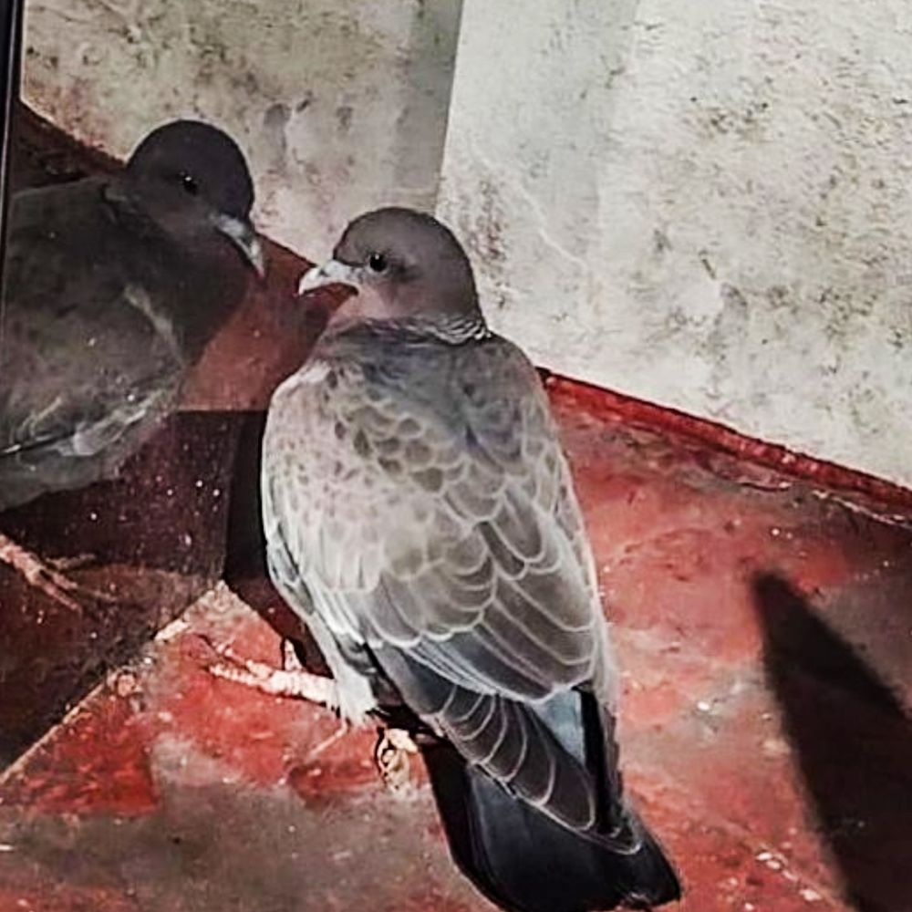 Photograph by Maria Julieta ZURZOLO