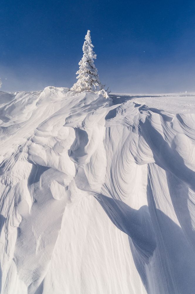 Одинокая ель