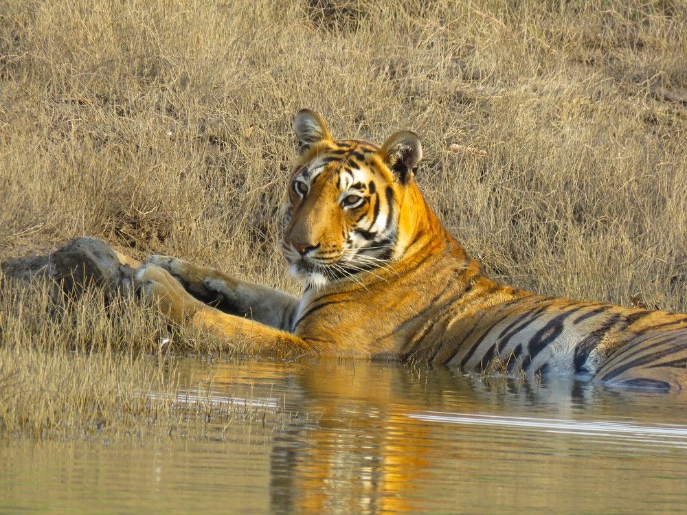 Tigress brooding at river bank