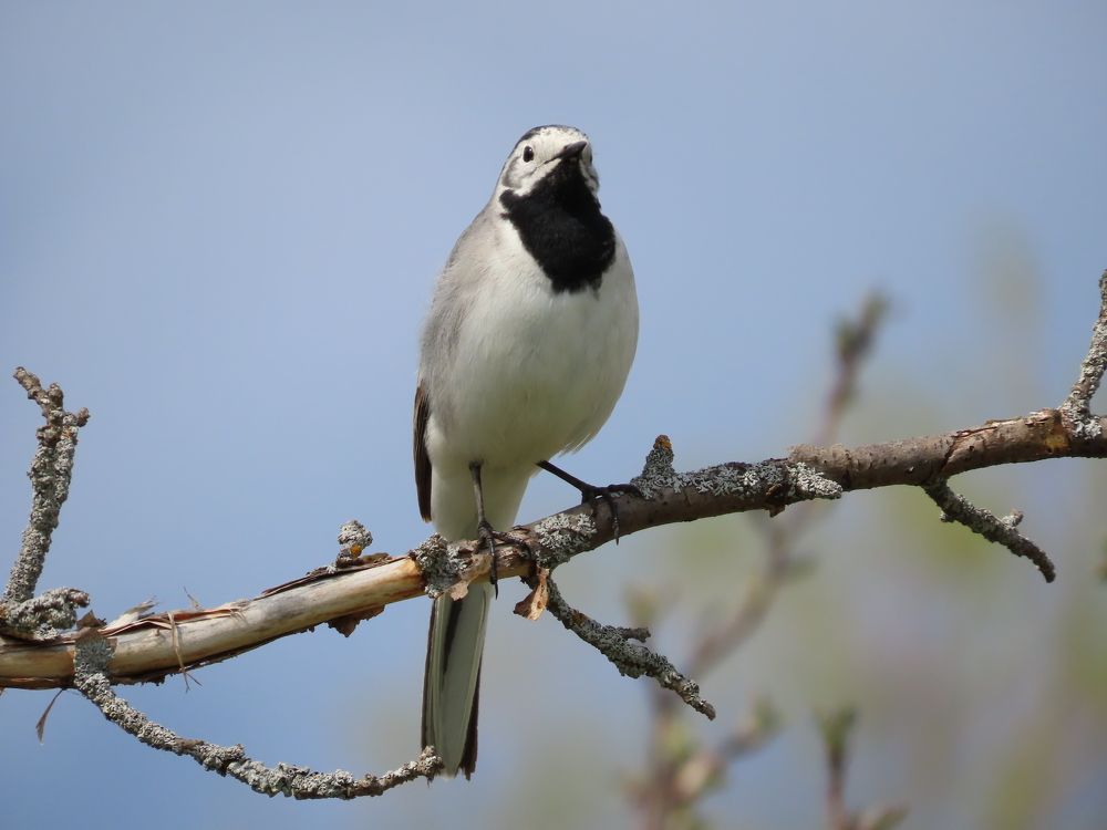 В галстучке