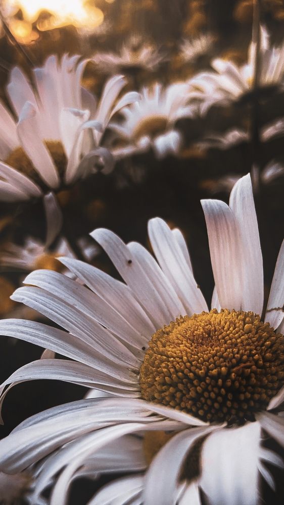 Утро в поле