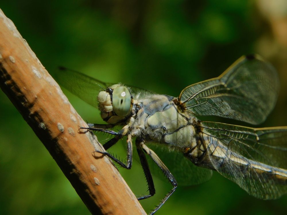 Photograph by Сергей Чеченов