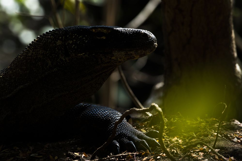 Комодский дракон (лат. Varanus komodoensis)