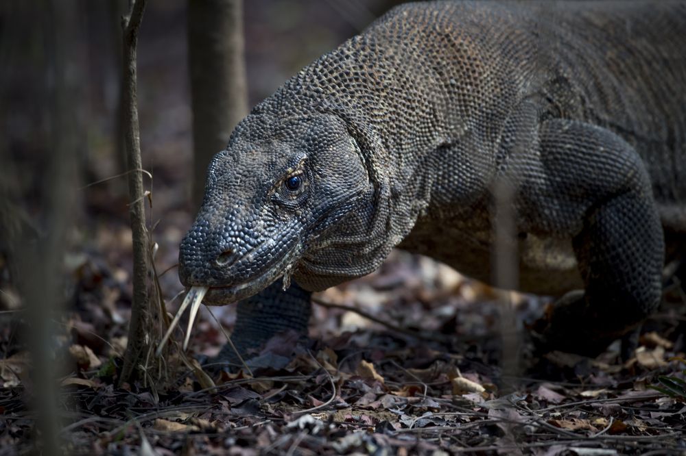 Комодский дракон (лат. Varanus komodoensis)