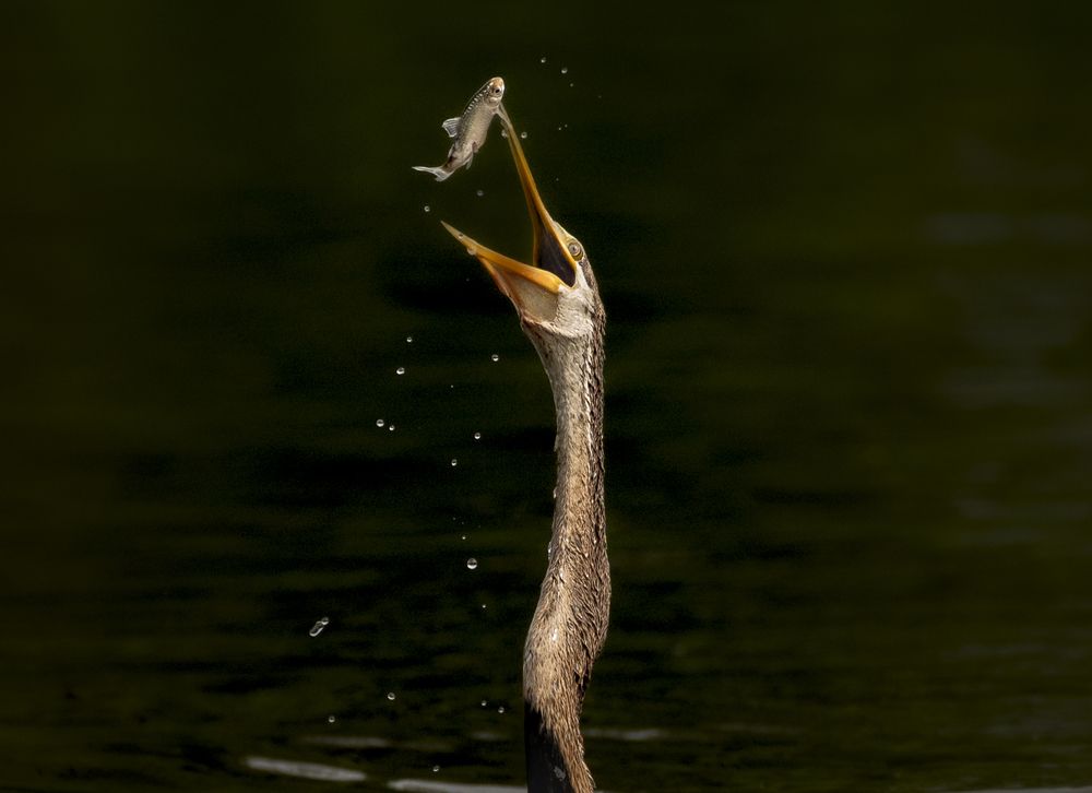 Photograph by Harsha Devalla