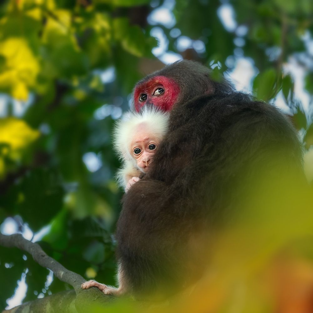 Photograph by Guha Jayanta