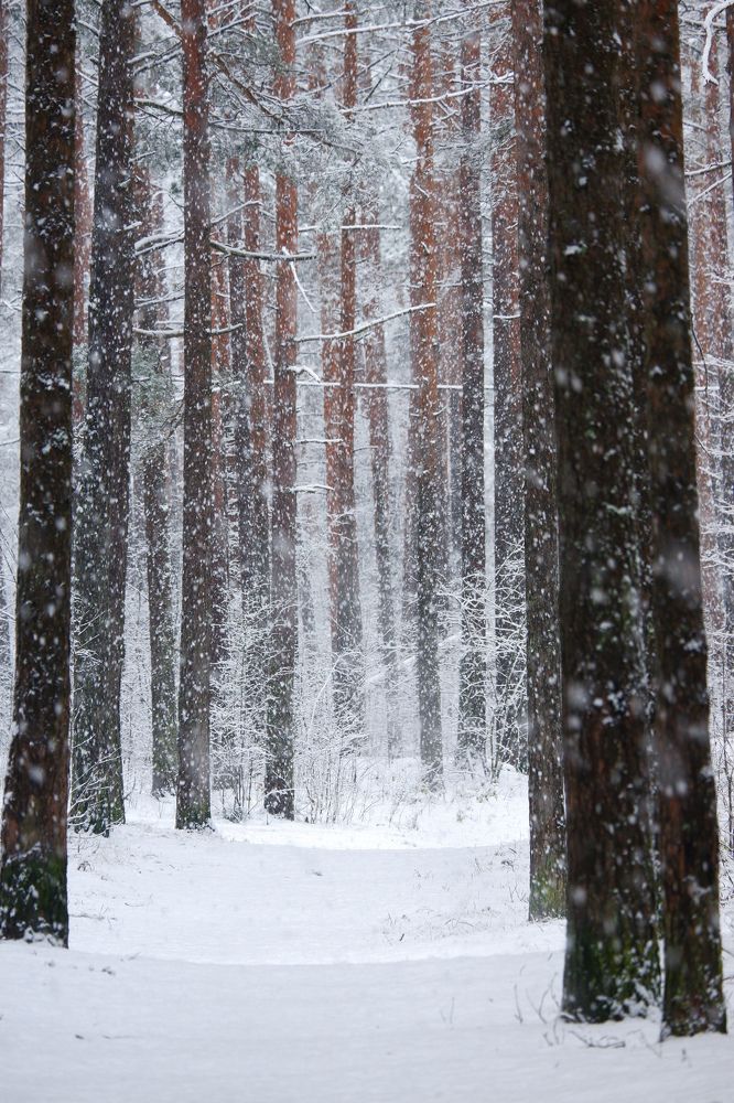 Фотография автора Elvijs Kalniņš