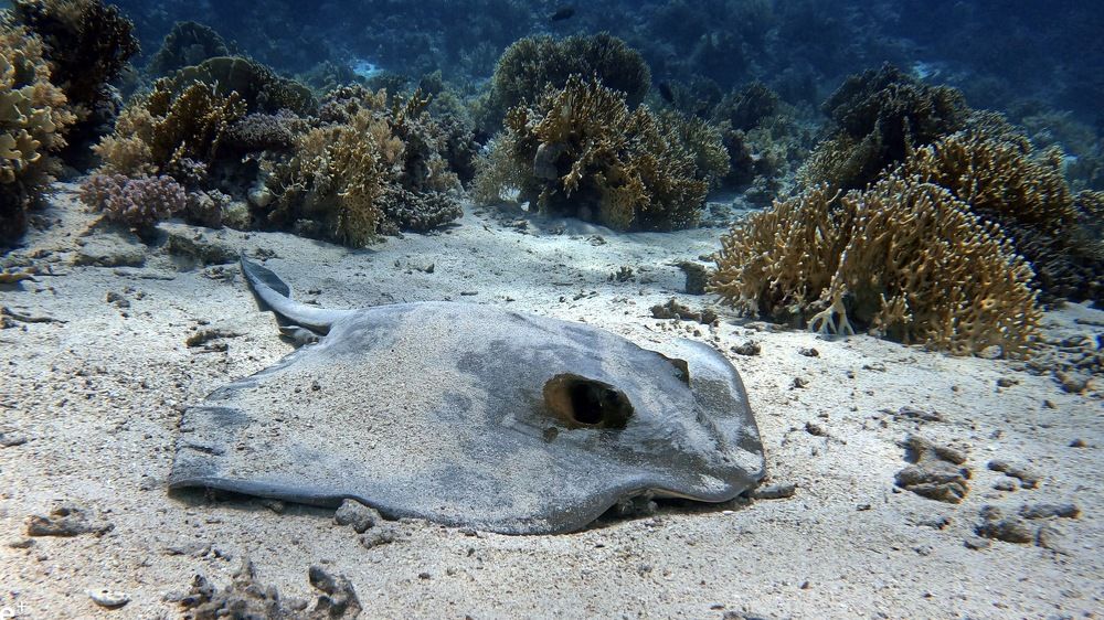 Photograph by Мария Берёзка