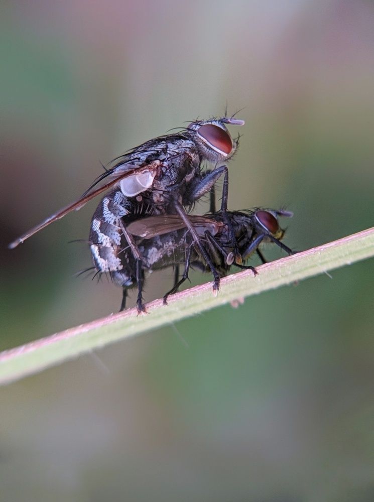 The mating of two flies