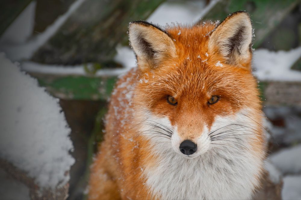 Photograph by Galina