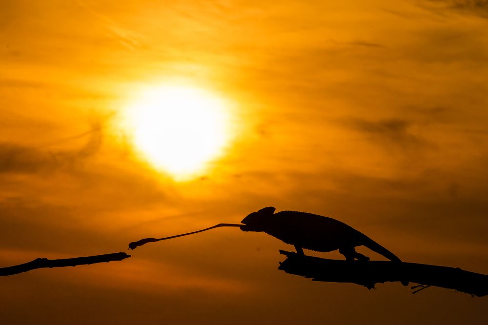 Indian Chameleon -silhouette