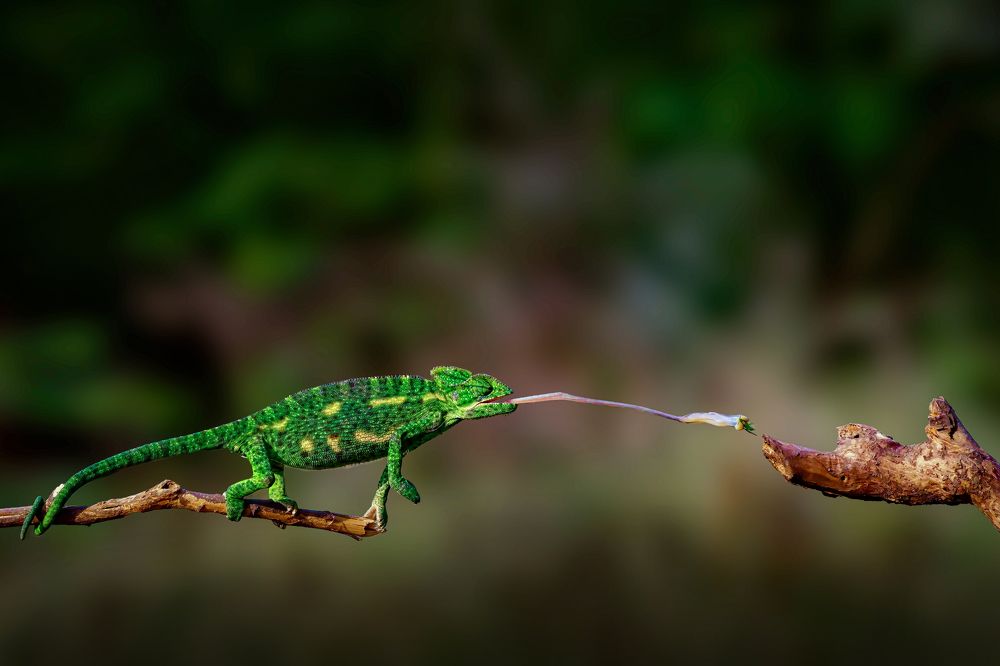 Indian Chameleon