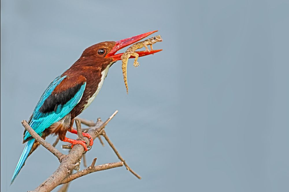 white throated kingfisher with a kill