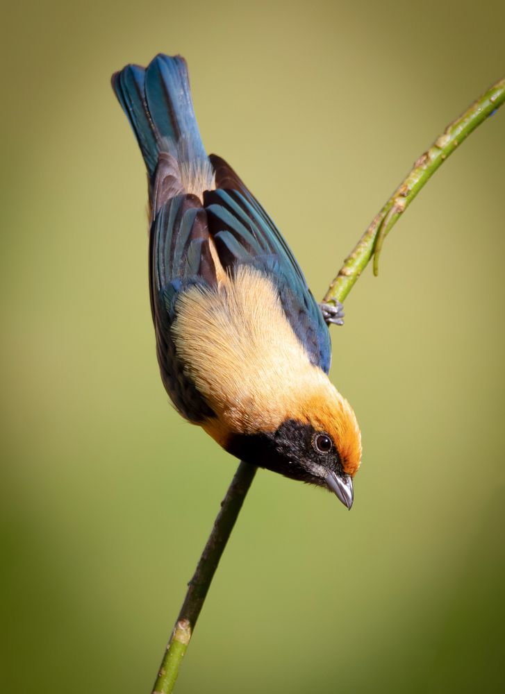 Photograph by Renato Costa Pinto