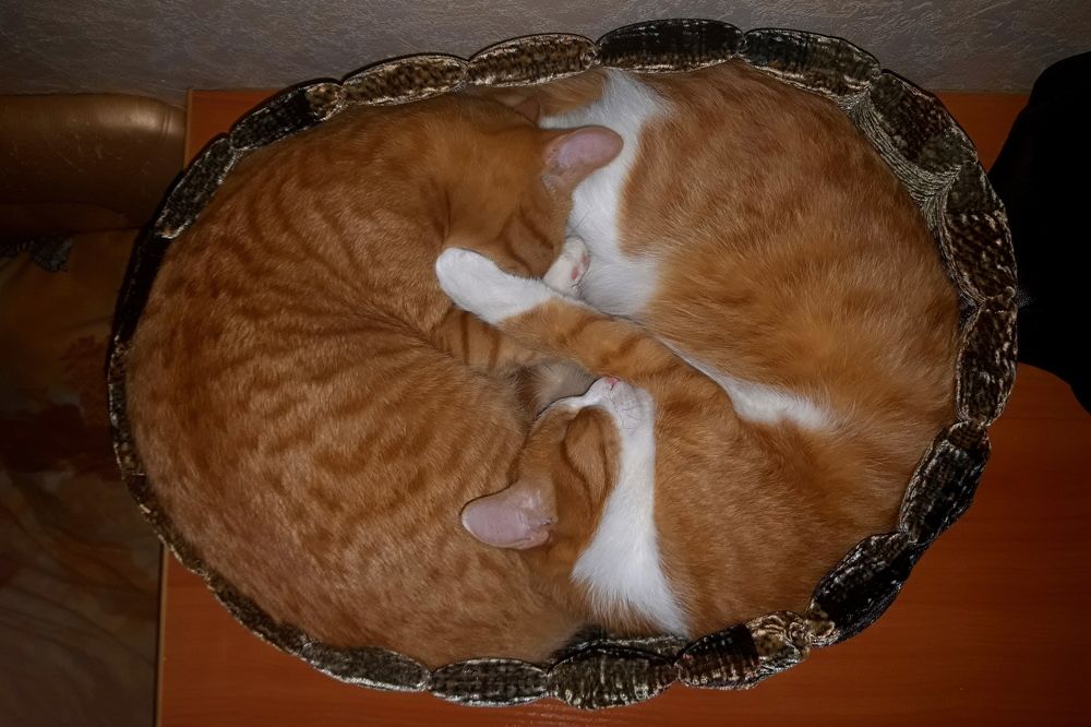 Photograph by Дмитрий Симагин